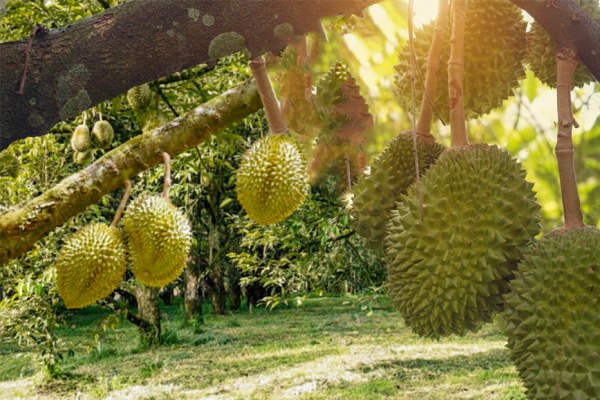 Durian Farm