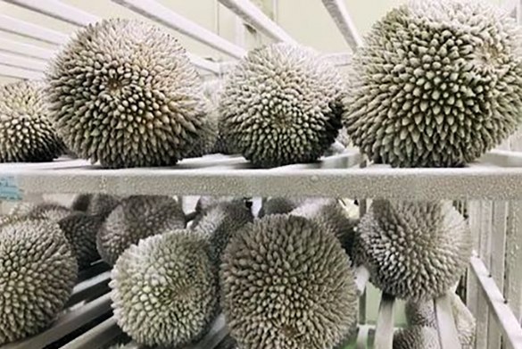 Frozen Whole Durian
