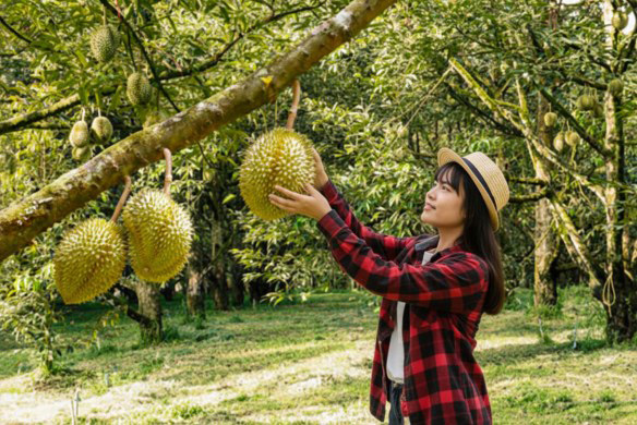 Durian Farm